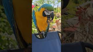 영종도 족장빌리지 미니캠핑장 #앵무새.힐링.청금강.영종도캠핑장