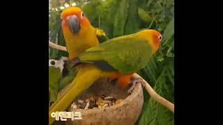 썬코뉴어와 한스마카우