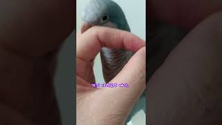 손가락 고리에 쏙❤  #퀘이커앵무새 #parrot #반려조 #반려동물 #quakerparrot