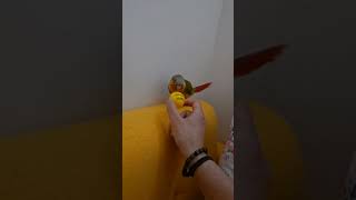 spoiled bird  #musicshirt #birds #parrot #cute #fyp #shorts #viral #petsloo #ytshorts #앵무새 #코뉴어