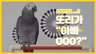 연구대상우똘이 회색앵무 아빠한테...