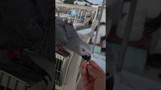 회색앵무 보미가 입양 보호자님과 하루 일과를 마무리하고 있어요.