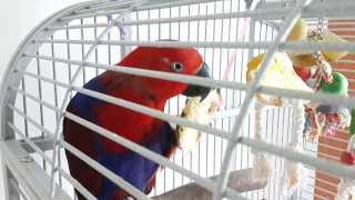 [뉴기니아 앵무(Eclectus Parrot) 홍차] …