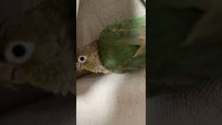 뭐해~?ㅎㅎ#birds #parrot #반려동물 #앵무새 #코뉴어 #conure