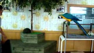 parrot show 청금강 공받기 훈련 버드펫영상