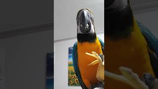 청금강앵무새 루카의 바나나먹방 #shorts