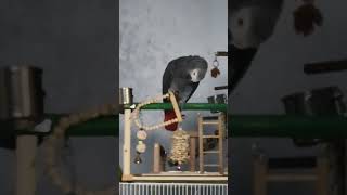 혼자 잘 노는 앵무새들.  #parrot #코뉴어앵무새…