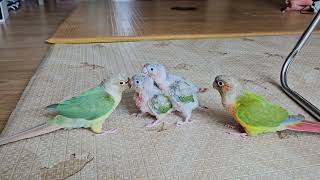 20250323_28일차 아가코뉴어 가족나들이