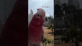 뚜뚜 산책 중 참새 발견 ㅋ_ㅋ #갈라코카투 #앵무새 #코카투