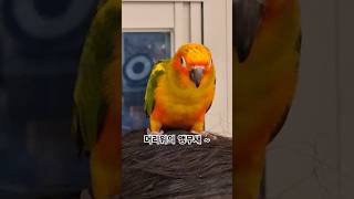 머리위로 올라간 썬코뉴어 아기새~ #썬코뉴어 #parrot #앵무새 #bird #머리 #head #올라간 #high