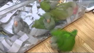 앵무새/중형앵무새/퀘이커/그린퀘이커