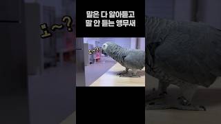 말은 다 알아듣고 말 안 듣는 앵무새 ‍️ 회색앵무 잠…