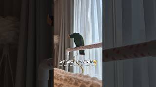 귀신들린 앵무새..ㄷㄷ