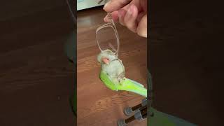 개구진 아이 1 #앵무새 #퀘이커 #parrot #안경…