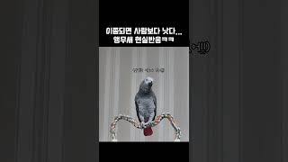 앵무새 현실 반응ㅋㅋ