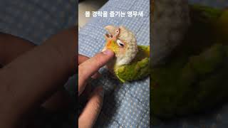 볼 경락을 즐기는 앵무새 #parrot #birds #cute #코뉴어 #동물 #반려동물 #conure #앵무새