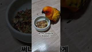써니에게 식사 예절을 가르쳐야 할까요?  #썬코뉴어 #parrot #앵무새 #식사 #meal #예절 #etiquette #가르쳐야 #teach #써니