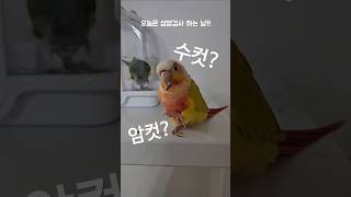 앵무새 성별검사 대작전!     #코뉴어 #코뉴어그램 #앵무새 #앵집사 #그린칙 #옐로우사이드 #썬칙 #집사 #반려동물 #conure #parrot #greencheek #pets