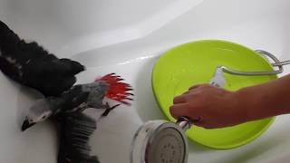 회색앵무 춘심이 막무가내 목욕시키기ㅎㅎ 그러게 하랄때 얼른 했으면 좋았잖아