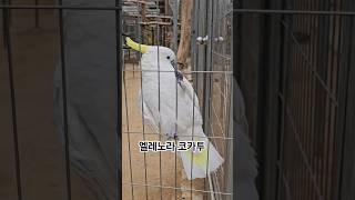 사람을 잘 따르는 엘레노라코카투#앵무새#코카투#bird…