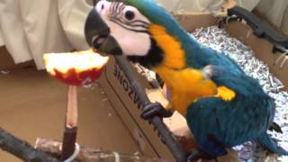 청금강 - 쿠악이 (blue and yellow mac…