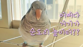 촤하하하~ 여기가 딱이야 (퀘이커앵무새 놀이터)