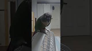 안녕하세요#앵무새#parrot #코뉴어 #conure #안녕##Hello!