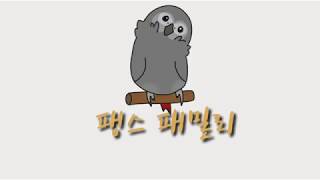 회색앵무 팽이왔어요!
