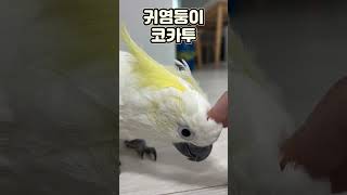 귀여운 코카투 앵무새 집에서 놀기