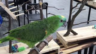 노래하는 아마존 앵무새