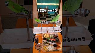 외식좋아하는 #아마존앵무새 #한스마카우 #동물동반식당