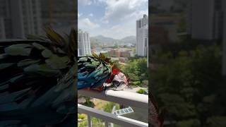 [루카월드] 목욕 후 베란다에서 일광욕 즐기는 할리퀸 마카우 루카 #앵무새