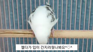 아침에 앵무새는 무엇을할까요?