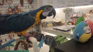 안녕 이라고 말하는 앵무새 롯대백화점 광복점 리프패럿 …