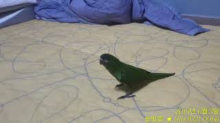 한스마카우 히트!! 오늘부터 내새끼~~