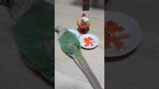 무편집동영상 코뉴어앵무새 Vlog_당근사랑/밥에 비벼먹기/국산당근과 중국산 당근 차이일까요?