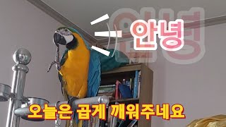 오늘은 인사하면서 깨워주는 청금강앵무새  루카
