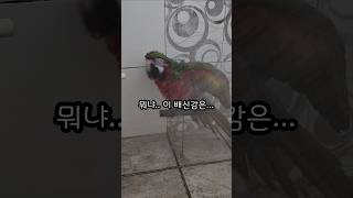 이 반응이 아니였잖아? This isn't it #앵무…