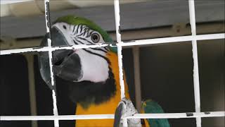 치사한 젤리 (청금강)