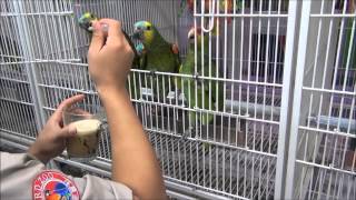 앵무새동물원(인천조류원) 수입