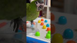 아기앵무새 한스마카우 첫 해씨#앵무새 #한스마카우 #해바라기씨 #parrot