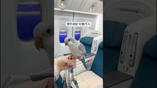 비행기도 타봤꾸✈️ #간접체험#퀘이커앵무송꾸꾸
