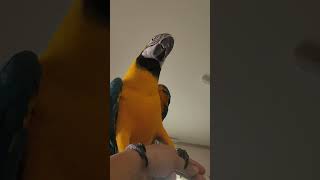 그냥 루카 날아오는 영상 #앵무새 #parrot #청금…