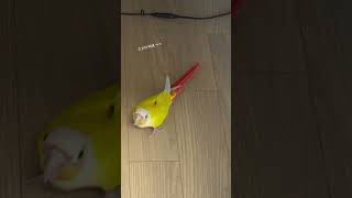 꼬바보#코뉴어앵무새 #꼬꼬