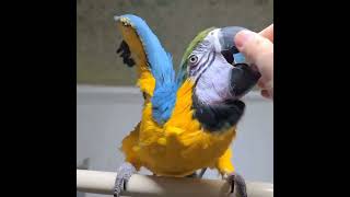 나나언니가 보고싶데 / 청금강 젤리