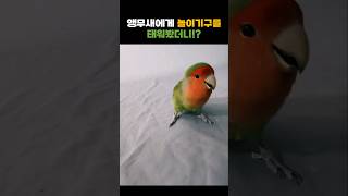 앵무새에게 놀이기구를 태워봤더니!?  #동물 #앵무새