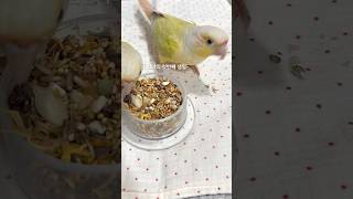 삼월이의 첫 생일 #문칙 #코뉴어 #앵무새