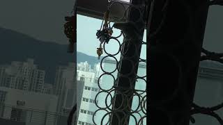 #앵무새 #모란이피기까지는 #코뉴어 #birds #구독…