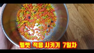(체스넛 마카우)앵무새 펠렛 적응 훈련 시키기 7일차.