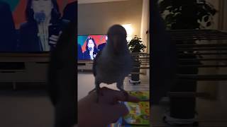 퀘이커앵무새 순도리 (순도라~ 자자)